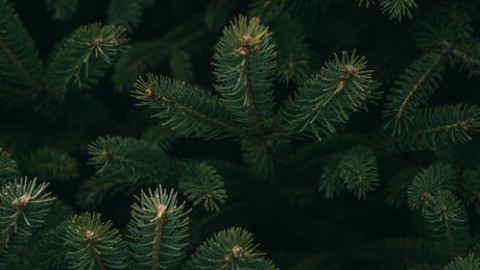 Wat gebeurd er met je uit huis gezetten kerstboom