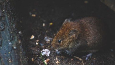 Stroomstoring veroorzaakt door een rat 