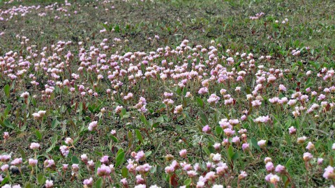 Aanleg klimaatarboretum Regenboogbuurt