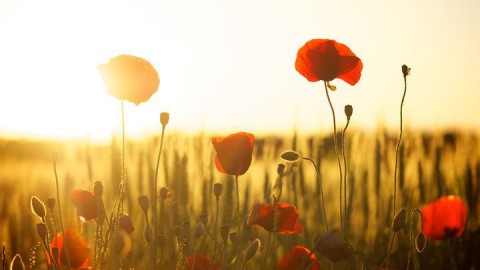 Gratis zakjes bloemenzaadjes om Almere in bloei te krijgen