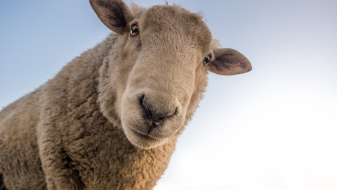 Schaapskudde is klaar voor de start