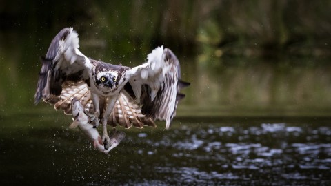 Visarendpopulatie breidt snel uit: drie broedparen in de Biesbosch