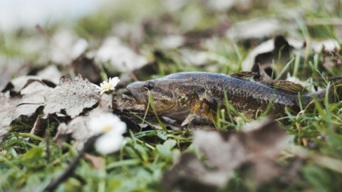 Vissterfte door hitte neemt snel toe