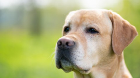 Dierenmishandeling wordt zwaarder bestraft