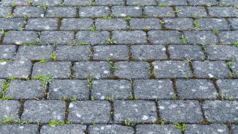 Actie opgezet om Almere Hout groener te maken