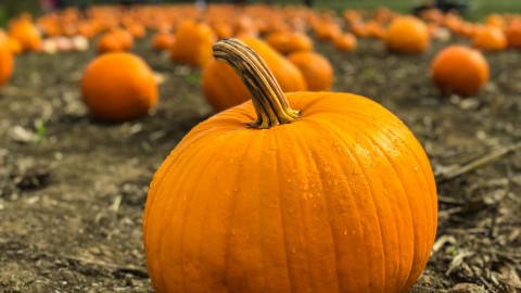 Overzicht van seizoen groenten en fruit herfst 