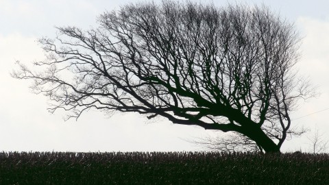 Storm Bella veroorzaakt schade, maar aantal meldingen valt nog mee