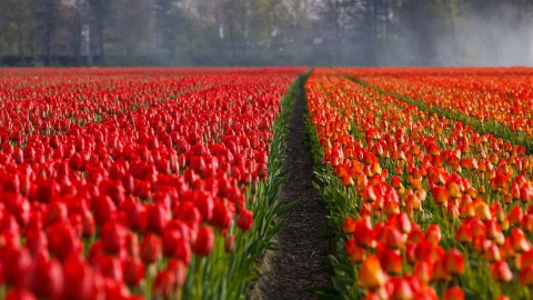 Tulpen laten zich zien in de provincie