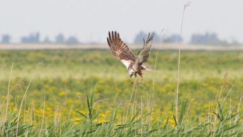 Audiotour door het Kotterbos als Ode aan het Landschap