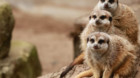 Kabinet komt noodlijdende dierentuinen tegemoet