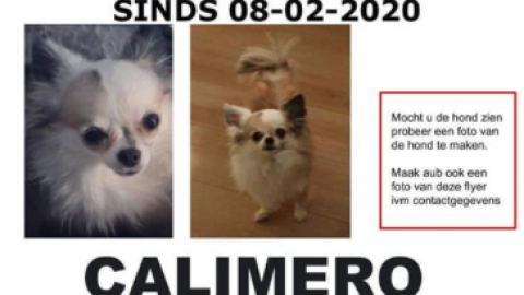 Hond Calimero vermist 