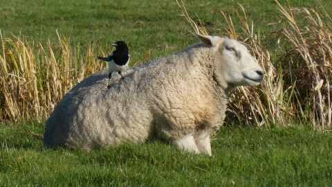 Vestering wil beheer Oostvaardersplassen weghalen bij provincie