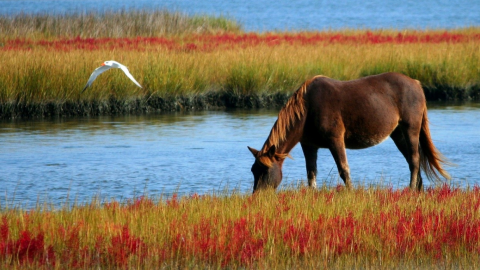 Ook konikpaarden Oostvaardersplassen bijgevoerd