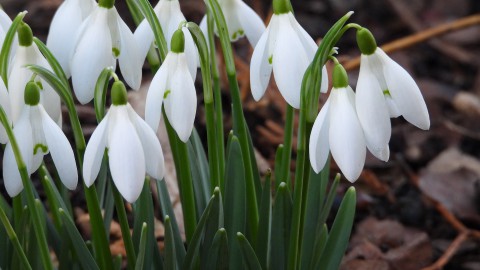 Leerlingen Caleidoscoop planten sneeuwklokjesboom in Lumièrepark