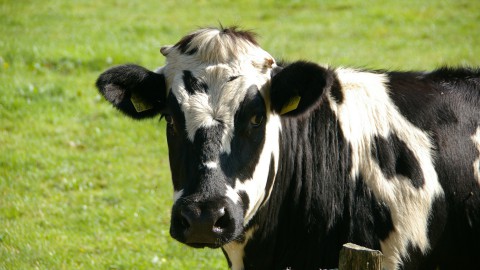 2,5 miljoen euro voor stikstofaanpak in Flevoland