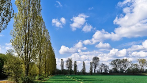 Start aanplant bomen langs Biddingringweg (N305)