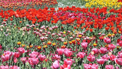 Meer buitenlandse bezoekers voor Tulpenfestival